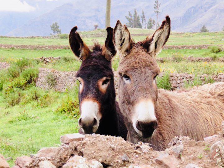 Donkey in Peru, Tips Peru Travel Blog