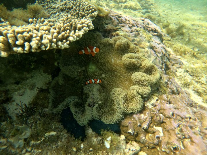 Clownfish Nemo Apo Island tour from Siquijor Philippines Travel Blog