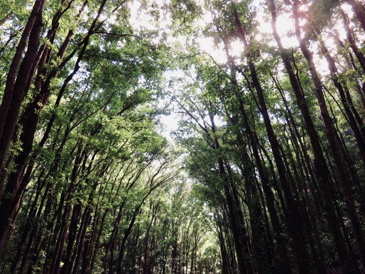 Man Made Forest Bohol Philippines Travel Blog
